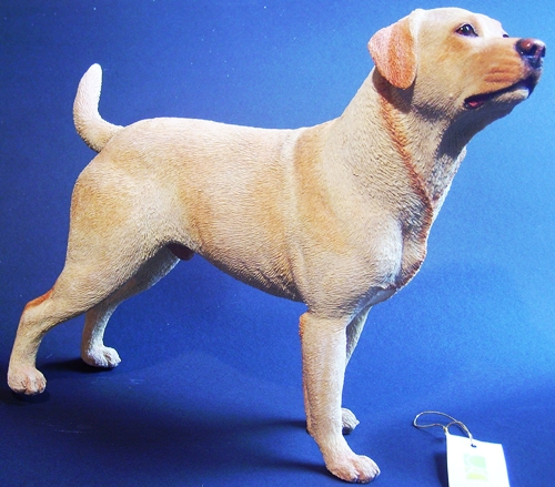 Labrador , golden , stehend